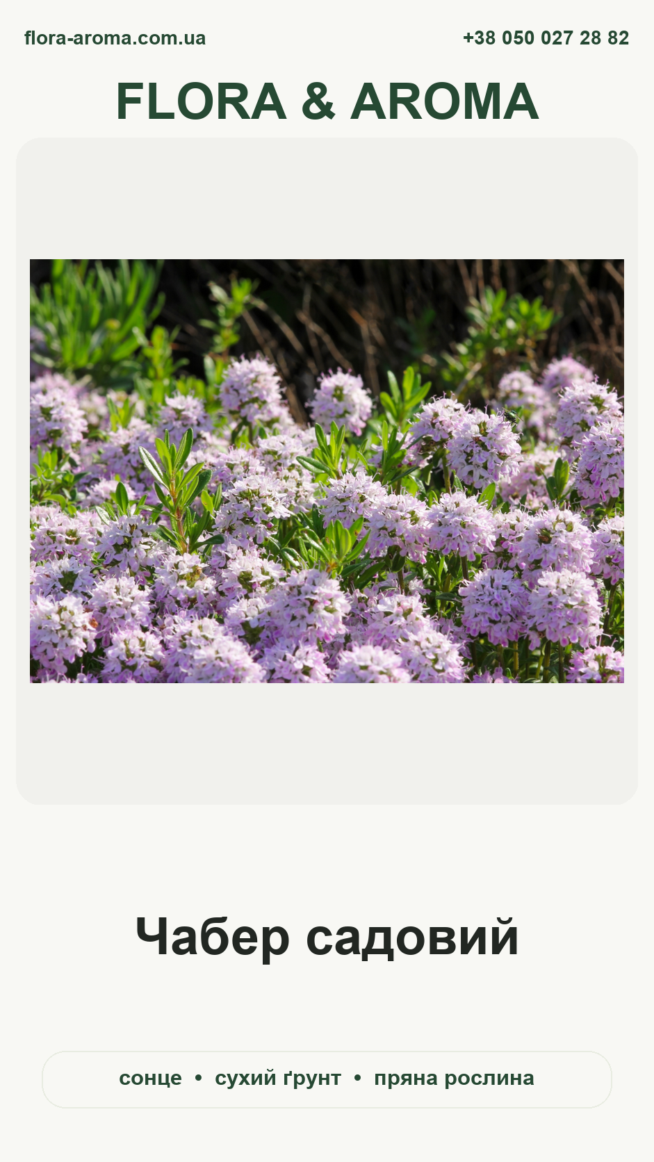 Картка рослини Чабер садовий Flora & Aroma