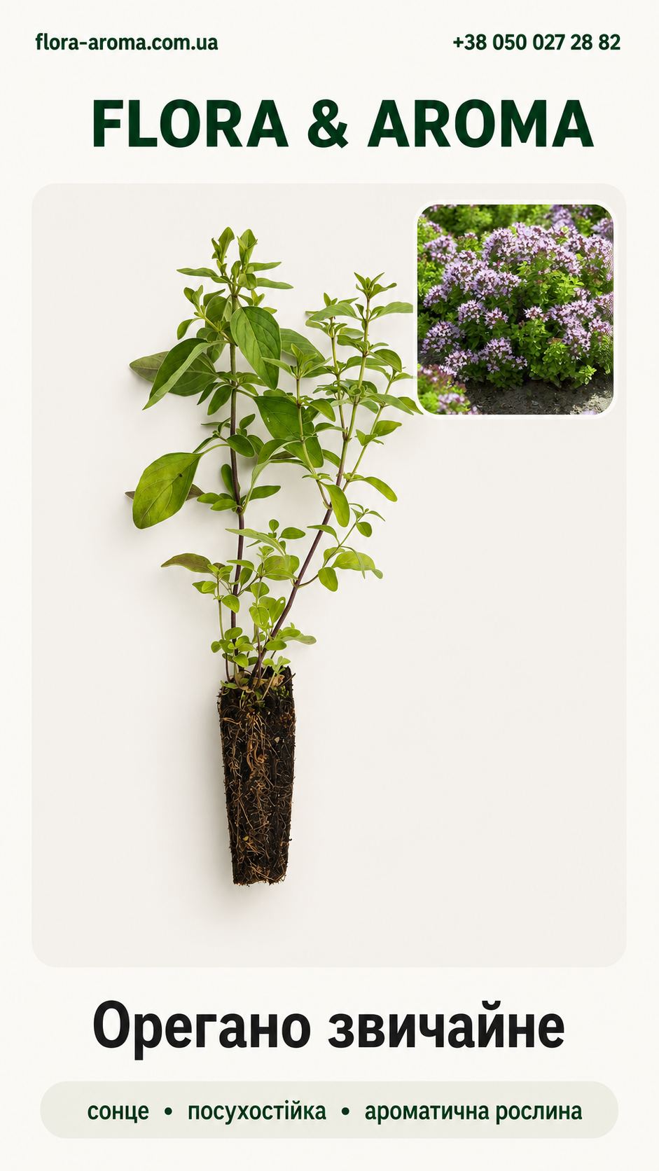 Картка рослини Орегано звичайне Flora & Aroma