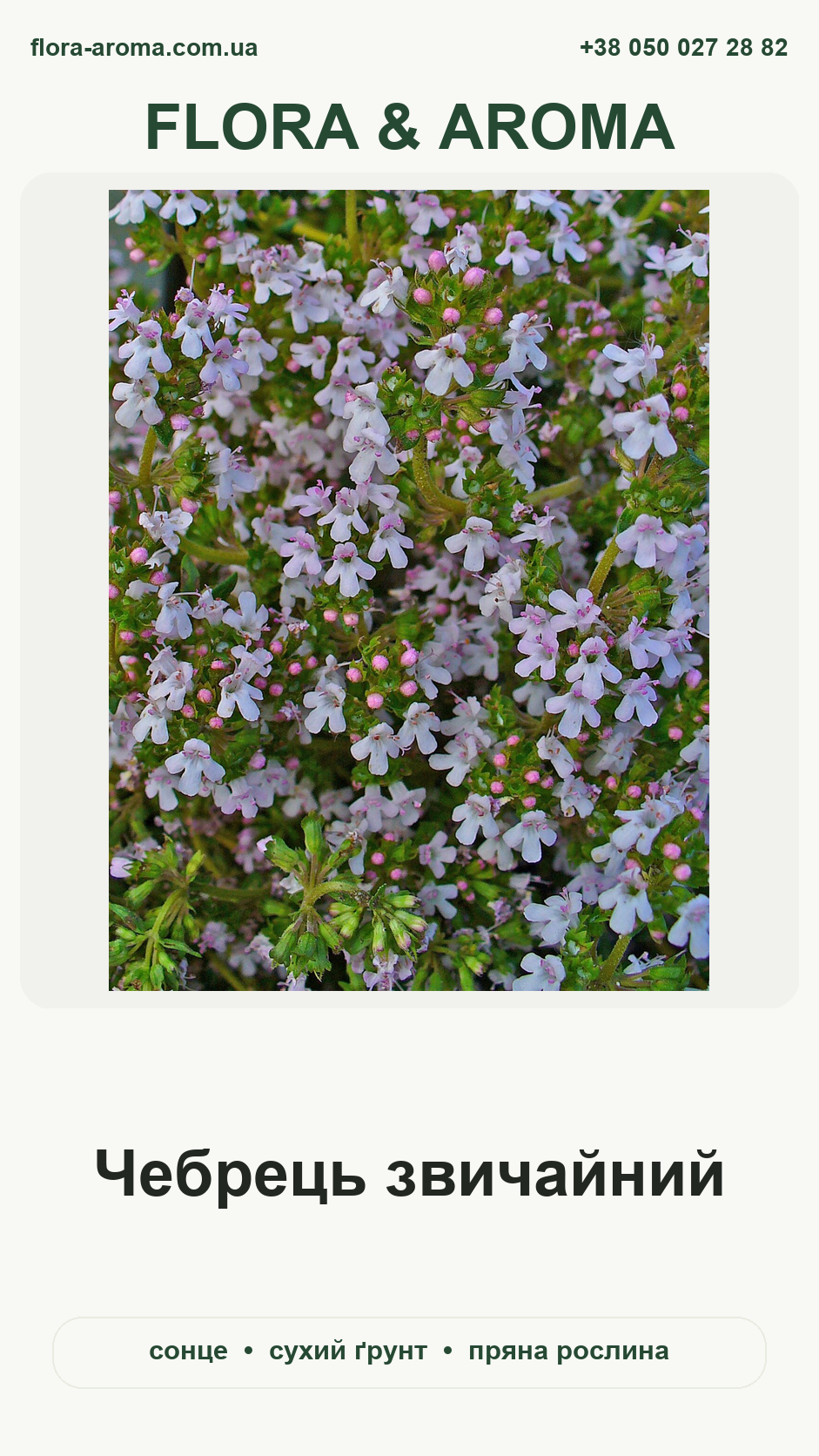 Картка рослини Чебрець звичайний Flora & Aroma