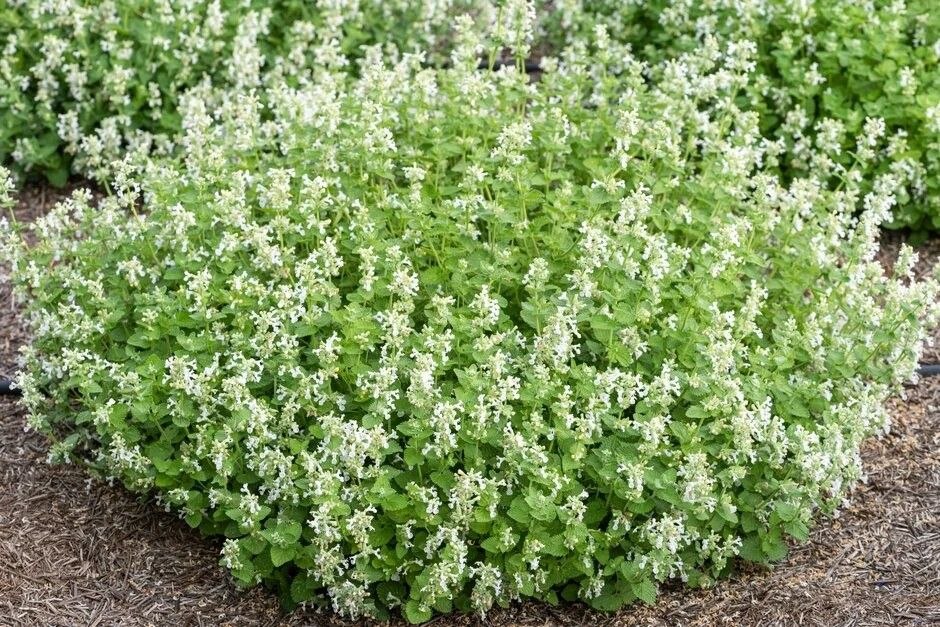 Котівник гроновидний 'Alba'