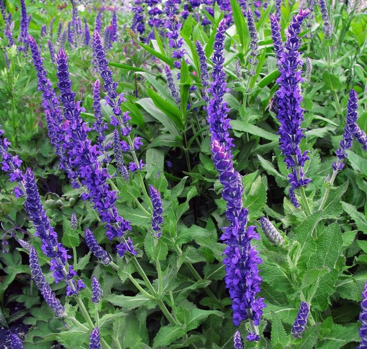 Шавлія дібровна 'Blaukönigin'