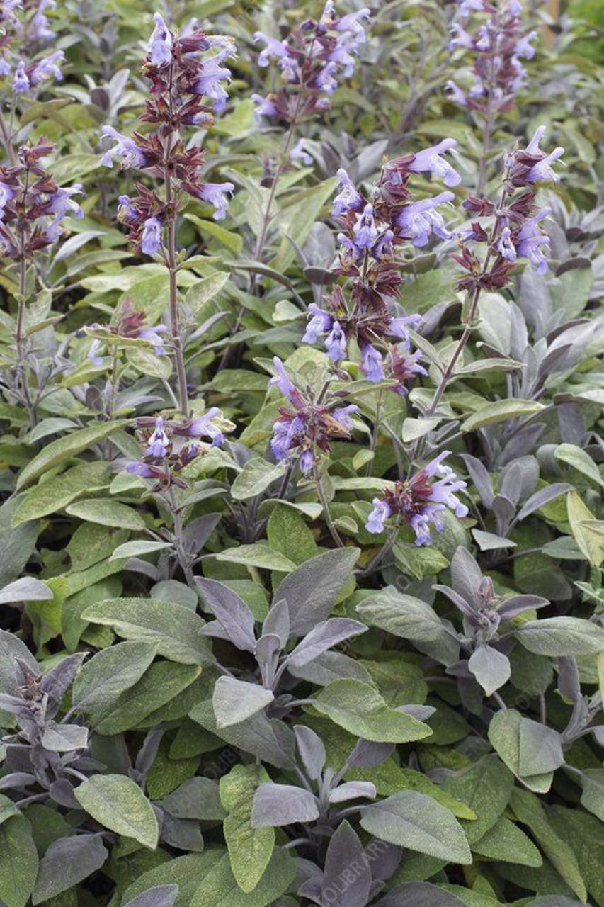 Шавлія лікарська 'Purpurascens'